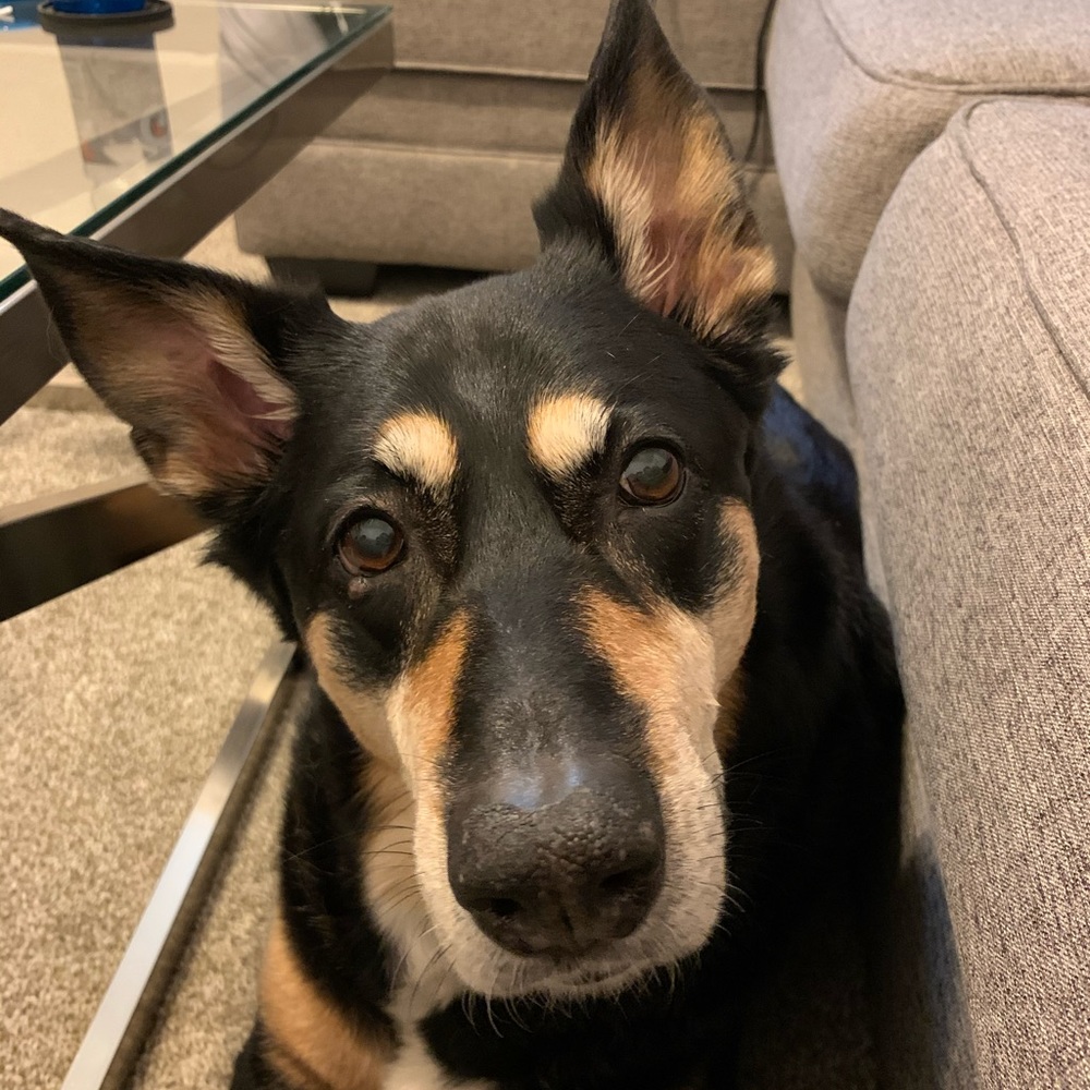 Meet your Posher, Meg